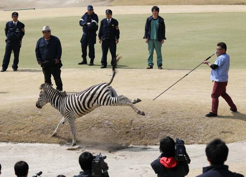Ebbene... le direttive non sono arrivate fin sul campo di golf della prefettura di Gifu, al centro del Giappone, dove ha fatto irruzione questo piccolo di zebra...